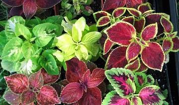 Forskolin Extract - Coleus Forskohlii