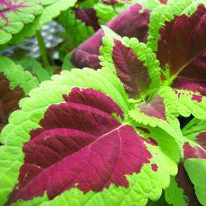 Forskolin: Useful for Biochemical Research and Weight Loss