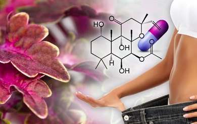 Forskolin: Useful for Biochemical Research and Weight Loss