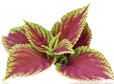 Forskolin from A to Z